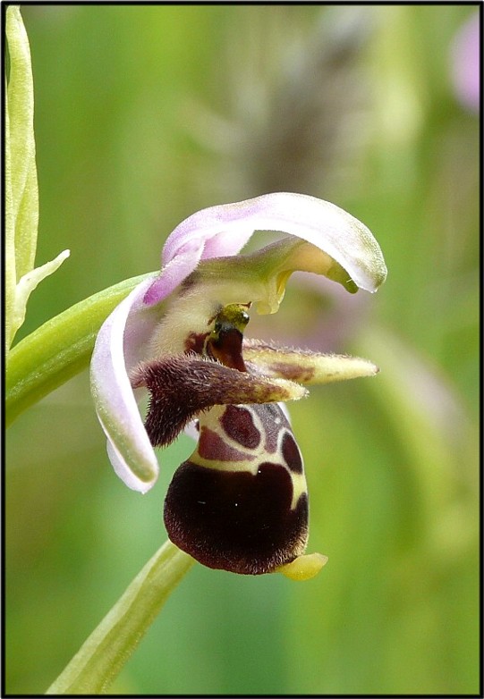 Ophrys scolopax subsp. cornuta